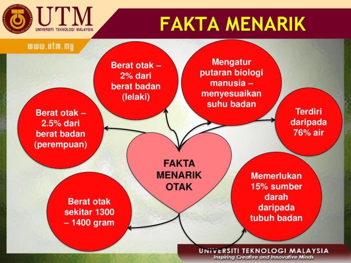 Fakta Menarik: Otak Bisa Bertambah Tajam Lewat Latihan Sederhana
