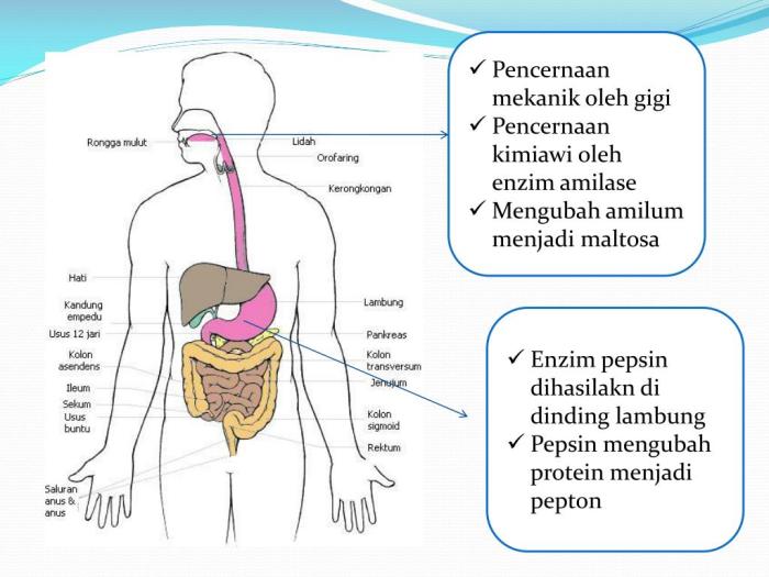 Dopamin hal ketika kelebihan terjadi tubuh Fakta Medis: Apa yang Terjadi Saat Tubuh Dehidrasi
