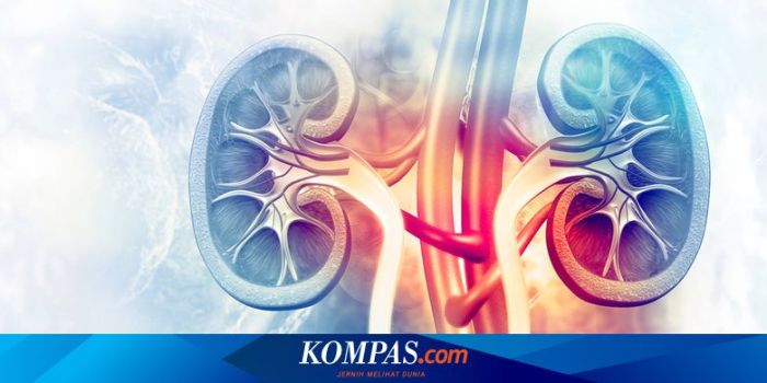 Sebaran Kasus Gagal Ginjal Akut di 27 Provinsi - Kompascom | Vidio Awalnya Cuma Sakit Kepala, Gagal Ginjal Datang di Usia Muda