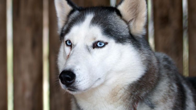 Anjing Husky Viral Dibacok di Bekasi, Polisi Kerahkan Unit K9