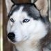 Anjing Husky Viral Dibacok di Bekasi, Polisi Kerahkan Unit K9