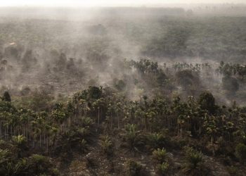 Rokok Diduga Penyebab Kebakaran Hutan 30 Hektare di Rohil Riau dengan Satu Tersangka