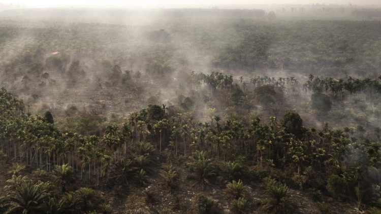 Rokok Diduga Penyebab Kebakaran Hutan 30 Hektare di Rohil Riau dengan Satu Tersangka