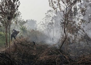 Kebakaran Lahan Kulon Progo, Api Terjadi di Bendungan Kamijoro
