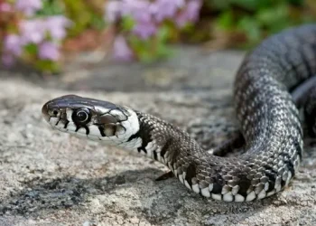 Kisah Dokter Ular yang Rela Kehilangan Jari Demi Spesies Langka