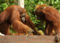 Kebakaran Lahan Seluas 513,89 Hektare di Taman Nasional Tanjung Puting Kalteng