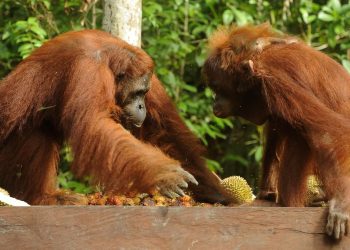 Kebakaran Lahan Seluas 513,89 Hektare di Taman Nasional Tanjung Puting Kalteng