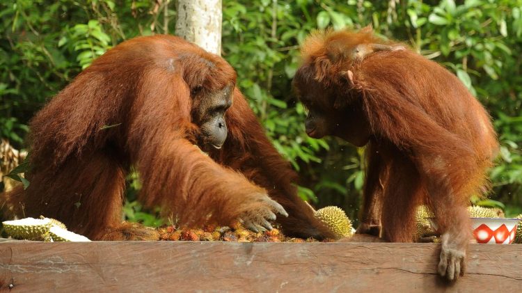 Kebakaran Lahan Seluas 513,89 Hektare di Taman Nasional Tanjung Puting Kalteng