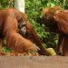 Kebakaran Lahan Seluas 513,89 Hektare di Taman Nasional Tanjung Puting Kalteng
