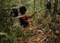 8 Orangutan Ditranslokasi ke Hutan Lindung Ketapang karena Terancam Karhutla