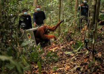 8 Orangutan Ditranslokasi ke Hutan Lindung Ketapang karena Terancam Karhutla