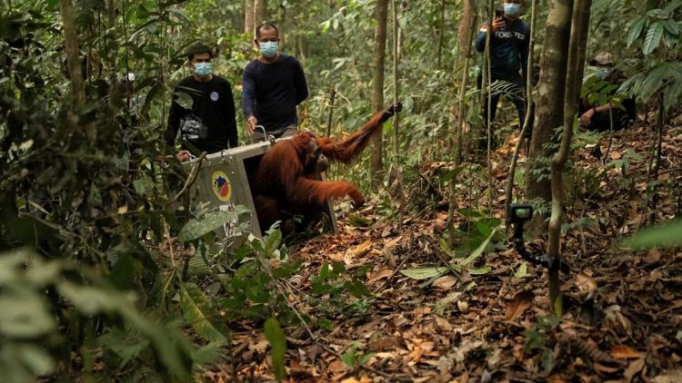 8 Orangutan Ditranslokasi ke Hutan Lindung Ketapang karena Terancam Karhutla