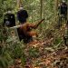 8 Orangutan Ditranslokasi ke Hutan Lindung Ketapang karena Terancam Karhutla